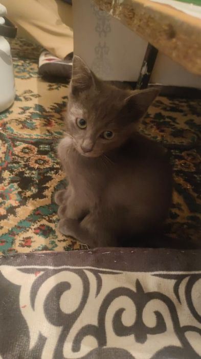 Отдам котят в заботливые руки