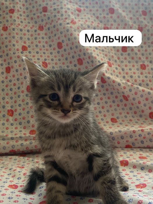 Отдам котят бесплатно