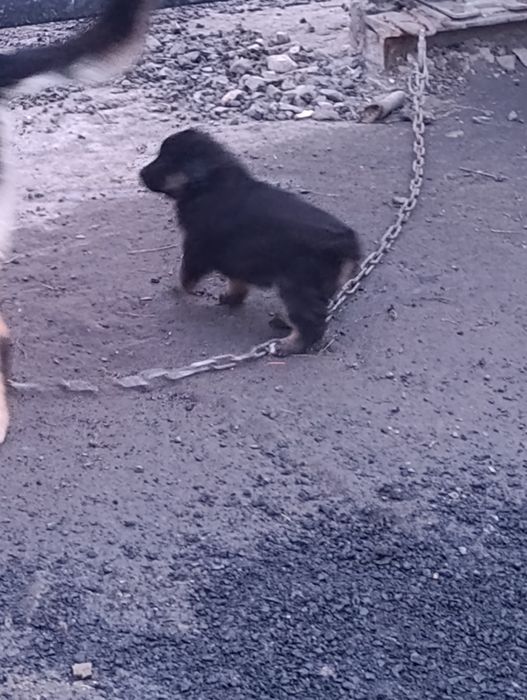 Отдам в добрые руки