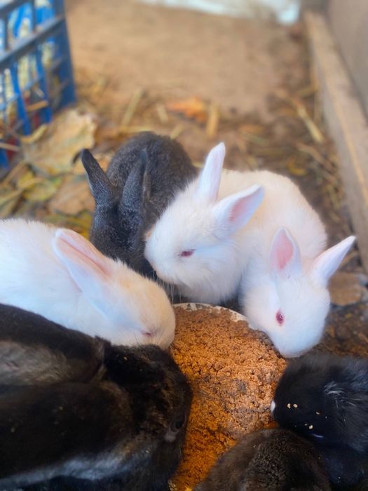 Quyonchalar sotiladi