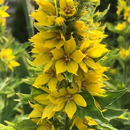 Цветущий кустарник