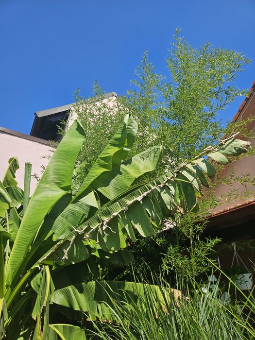 Bananieri / Bambus ornamental