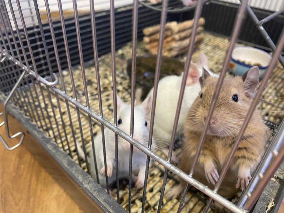 Veverițe Degu de vânzare