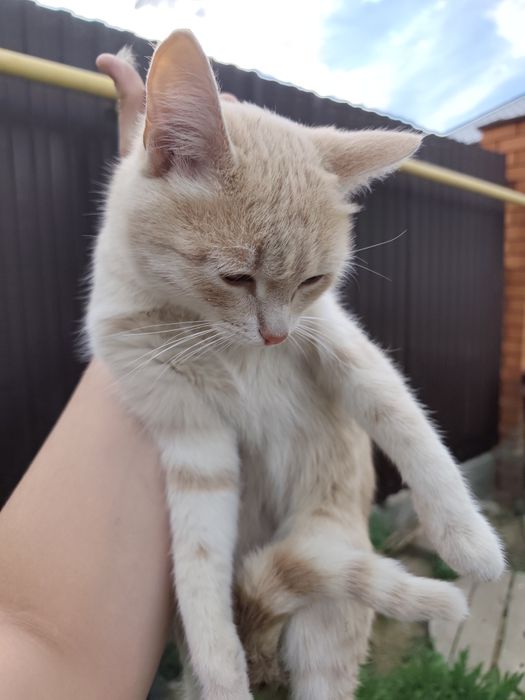 Нашлась кошка домащния