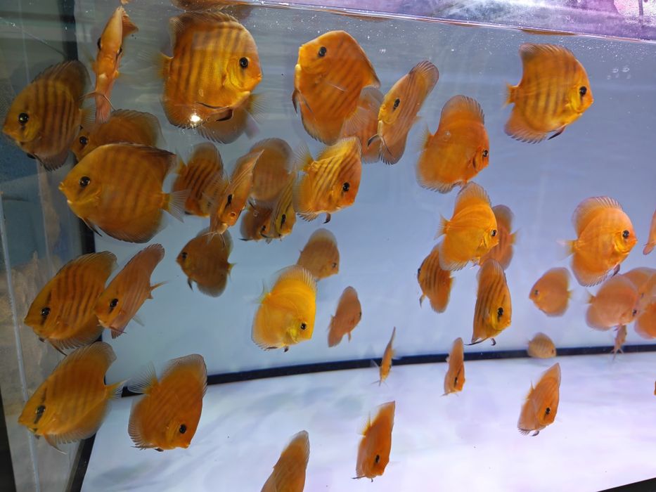 Дискуси-малки риби.