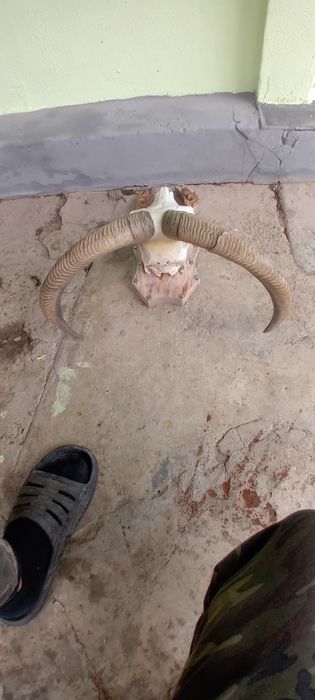 Trofeu de oae de munte