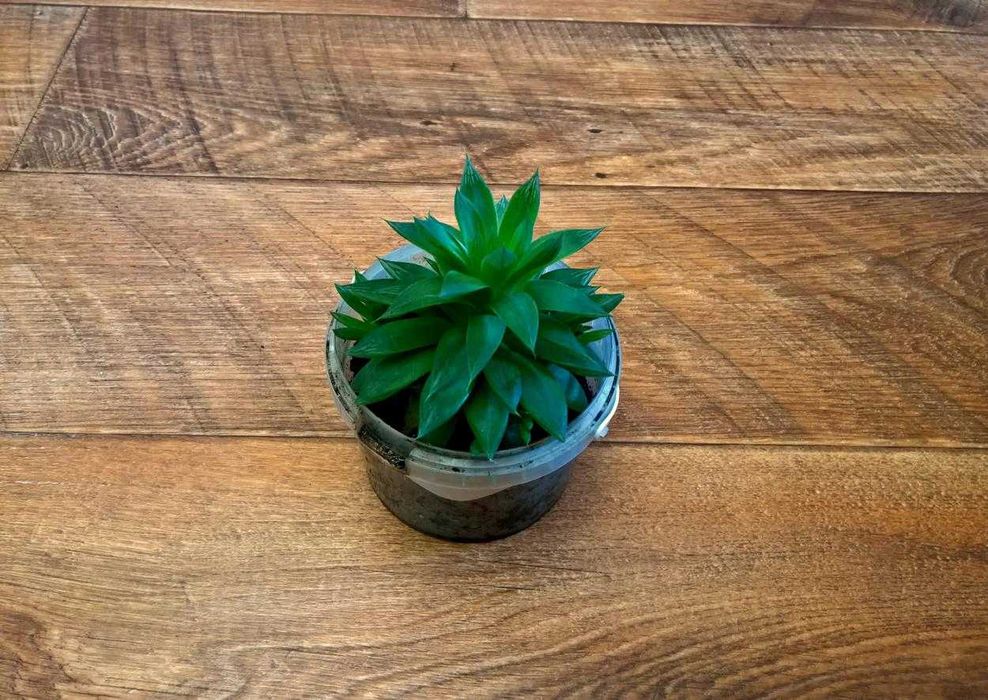 Продам    Эчеверия