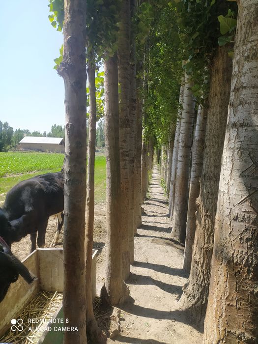 Terak sotiladi 100 tup donasi 700000 dan