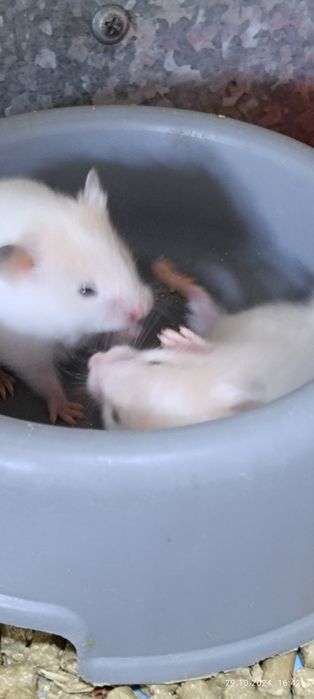 Хомячки сирийские!4недели!