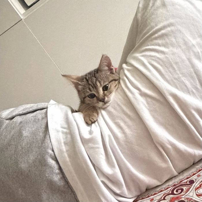 Котенок ищет любящую семью