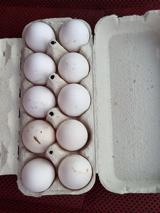 Oua pentru incubat de rasă Italieni alb(leghorn)