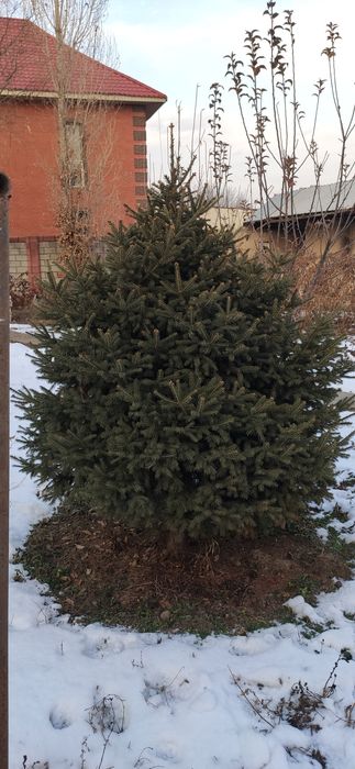 Продам живую Ель с корнями