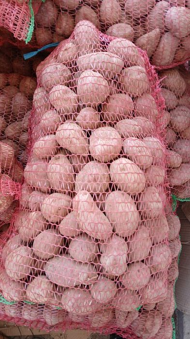 Cartofi rosii de mâncat si de sămânță