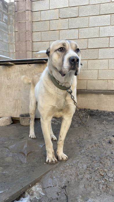 Среднеазиятская овчарка Алабай