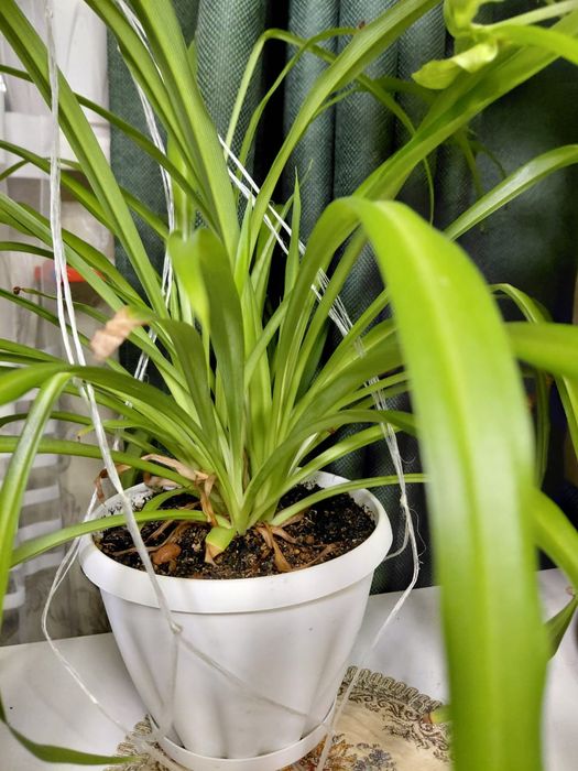 Комнатные красивые цветы