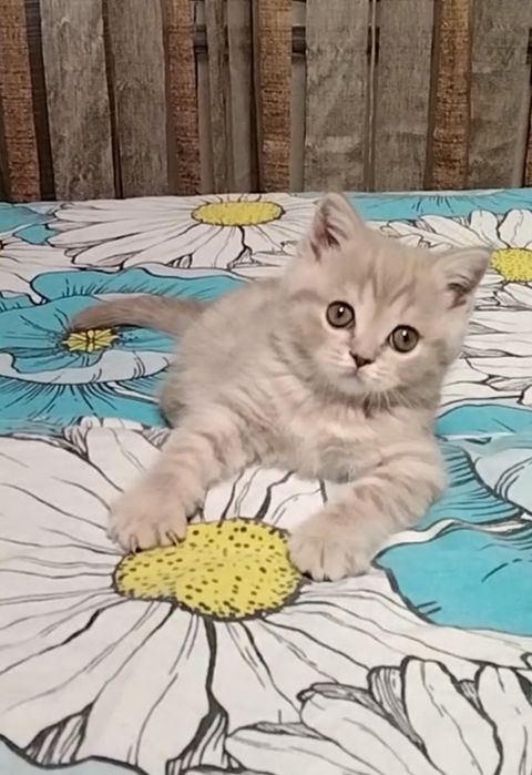 Шоу класс! Девочка.