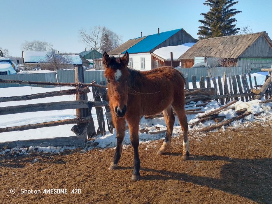 Продам стригунка девочка скоро год будет