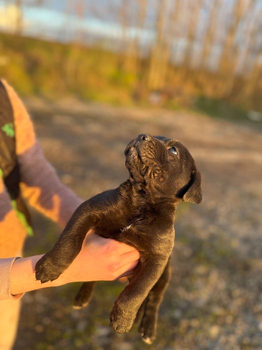 Кученца Кане Корсо
