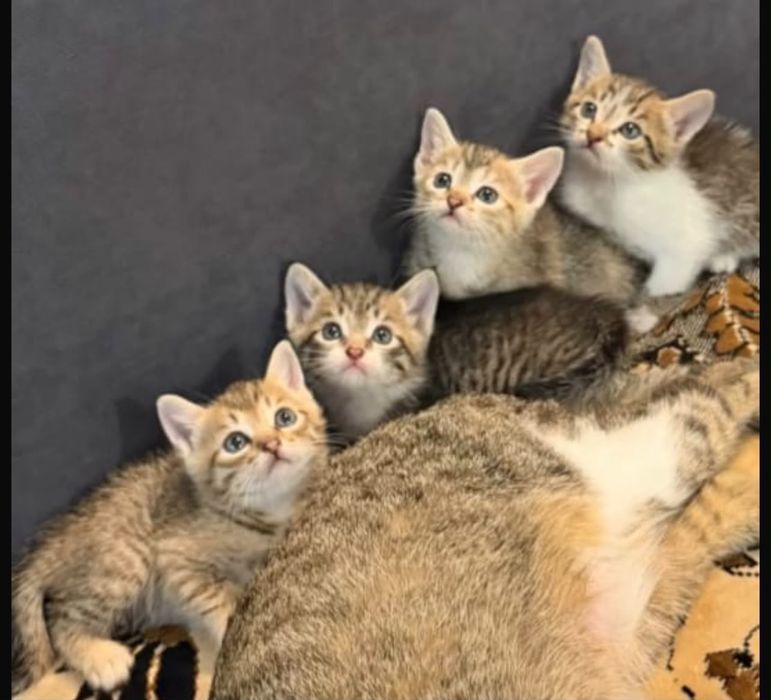 отдам котят в добрые руки