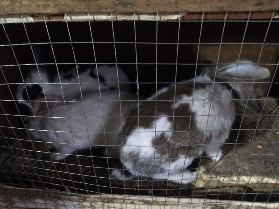 Крольчата 1 месяц