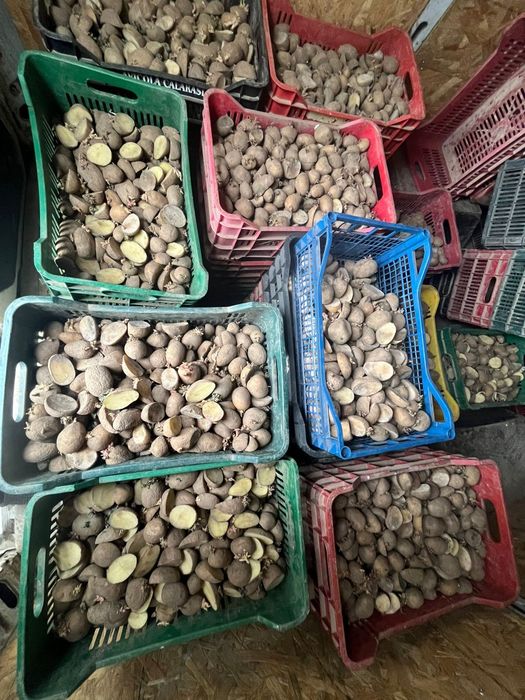 Cartofi de sămânță Arizona