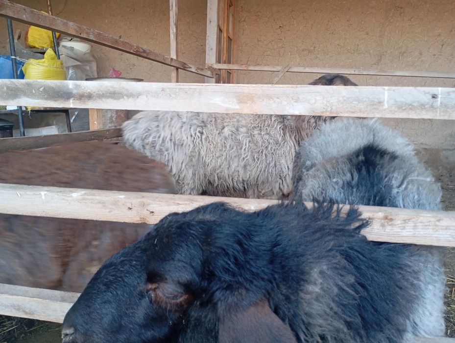 Qoylar sotiladi egzechila