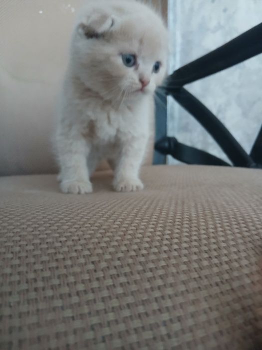 Mushuk bolachalari sotiladi