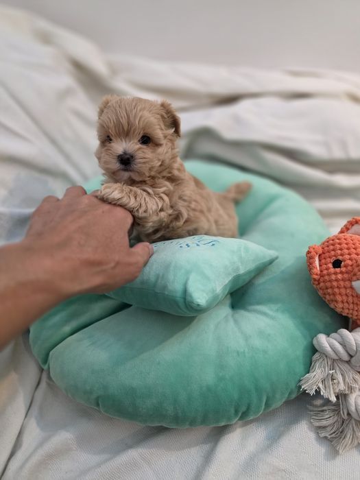Maltipoo teacup, mini toy