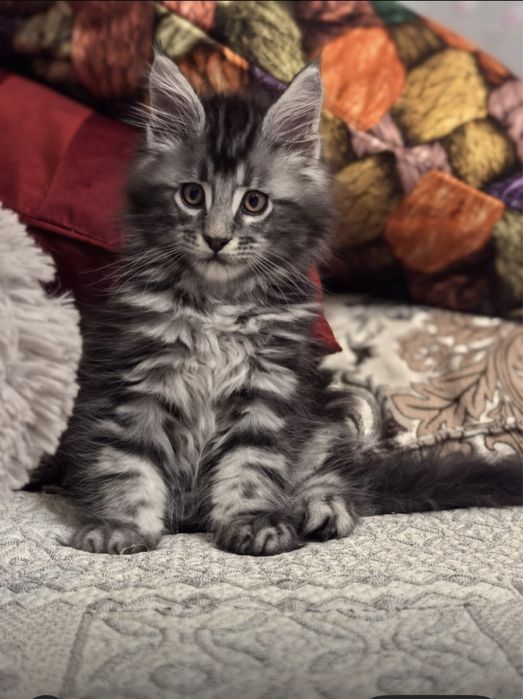 Мейн- кун котята с документами