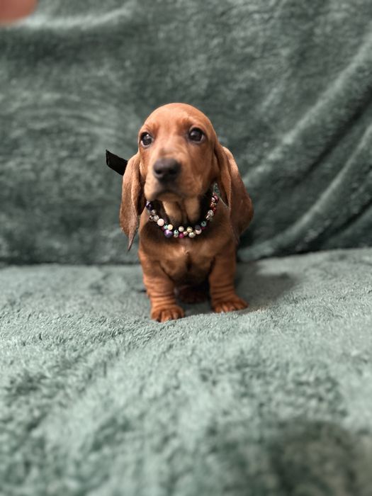 Mascul teckel cu Pedigree FCI