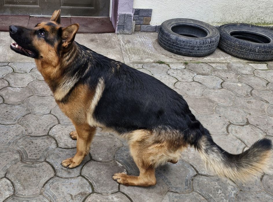 Вязка немецкой овчарки