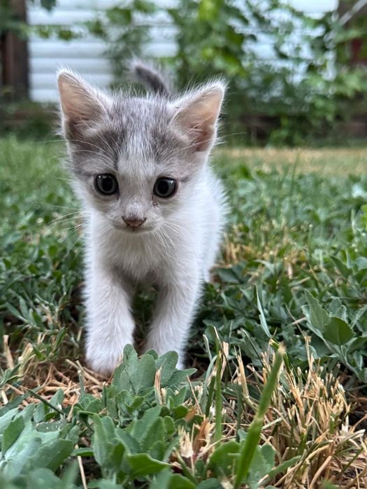 Котята в Хорошие Руки!