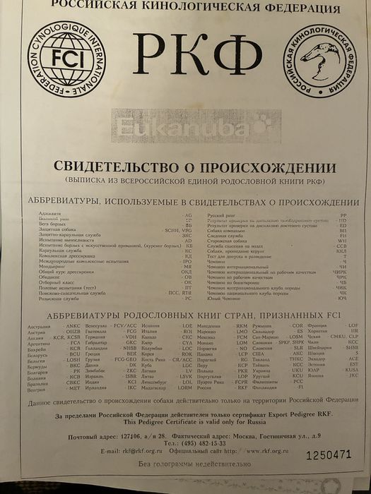 Русский спаниель кобель на вязку