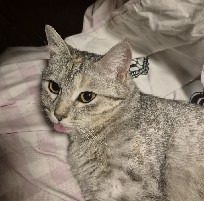 Кошечка домашняя