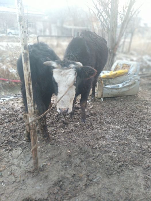 Корова с телёнком девочка