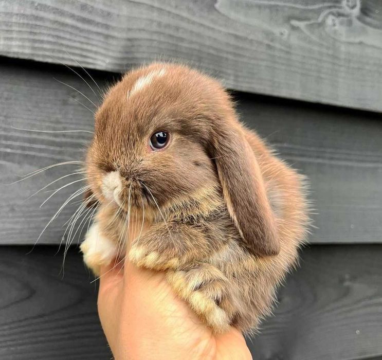 Iepurasi berbec pitic - Mini lop