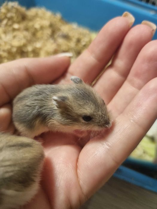 Джунгарские хомячки