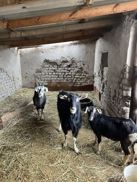 Ешкілер сатылады!