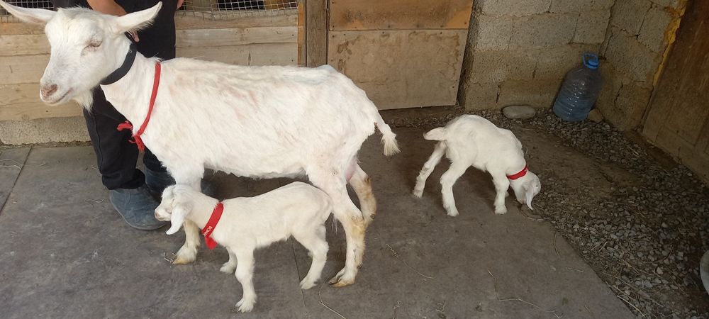 Орыс ешкы зааненски