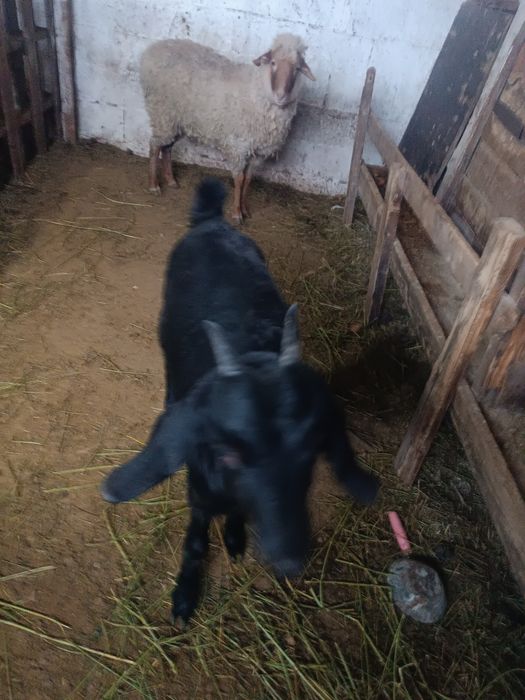 Коза      продам