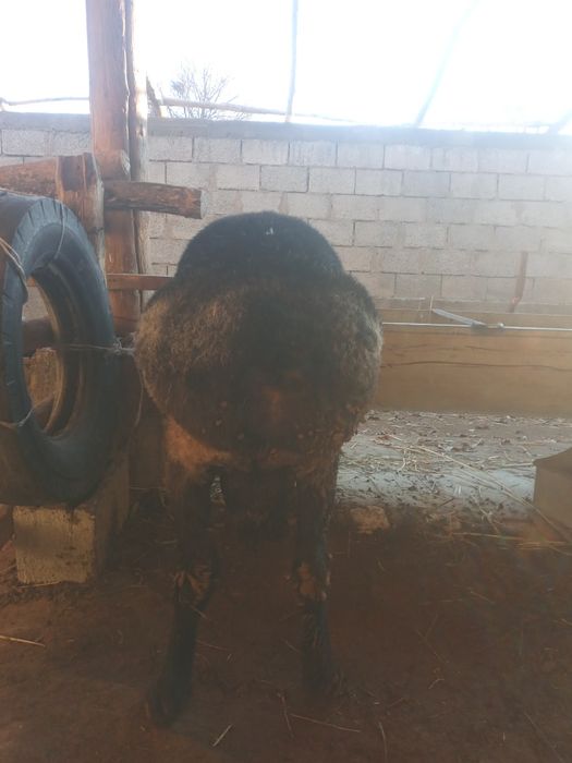 Zotdor qo‘chqor sotiladi