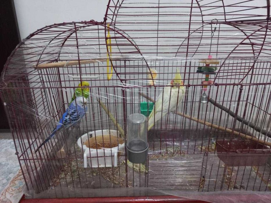Попугай  корелла волнистый + клетка