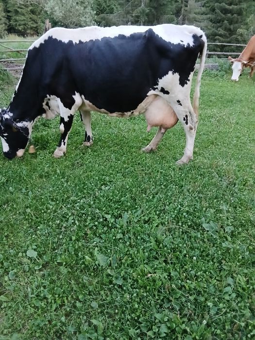 Vaca  cu vitel de  7 săptămâni.