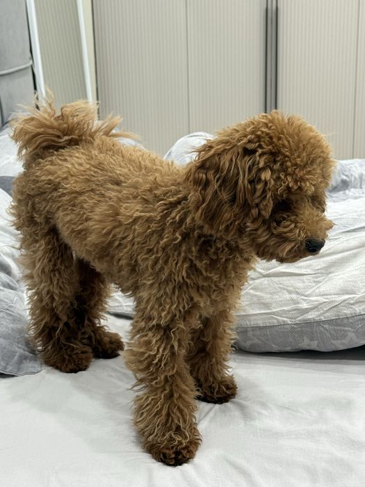 Щенок Той пудель мальчик