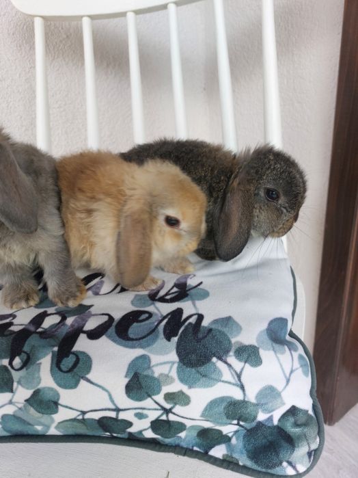 Iepure,pui rasa pitica holland lop