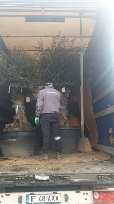 Măslini seculari calitate extra toate dimensiunile