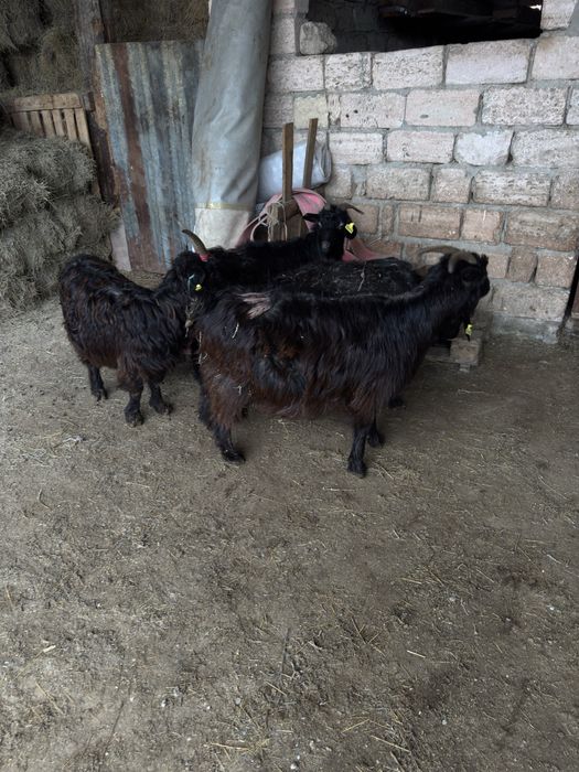 Ешкі сатылады Оралдыкы