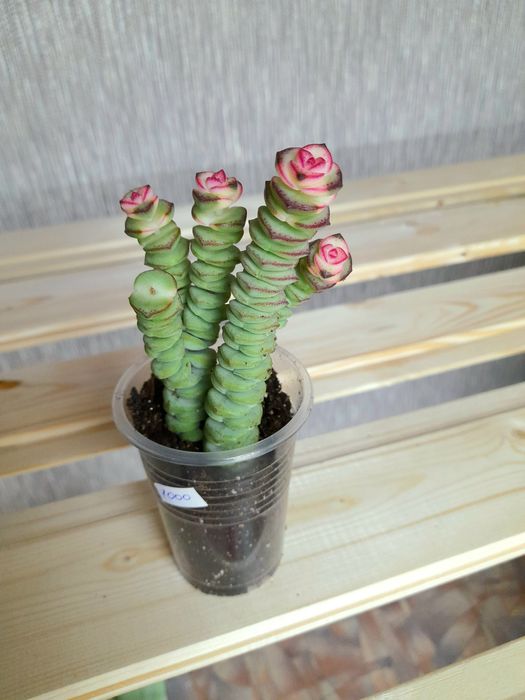 Продам Крассула Перфората