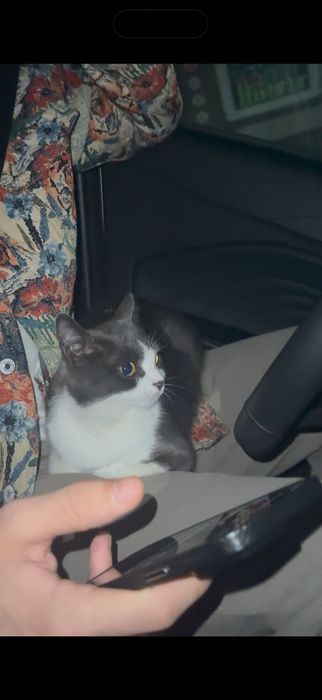 Потерялась маленькая кошка