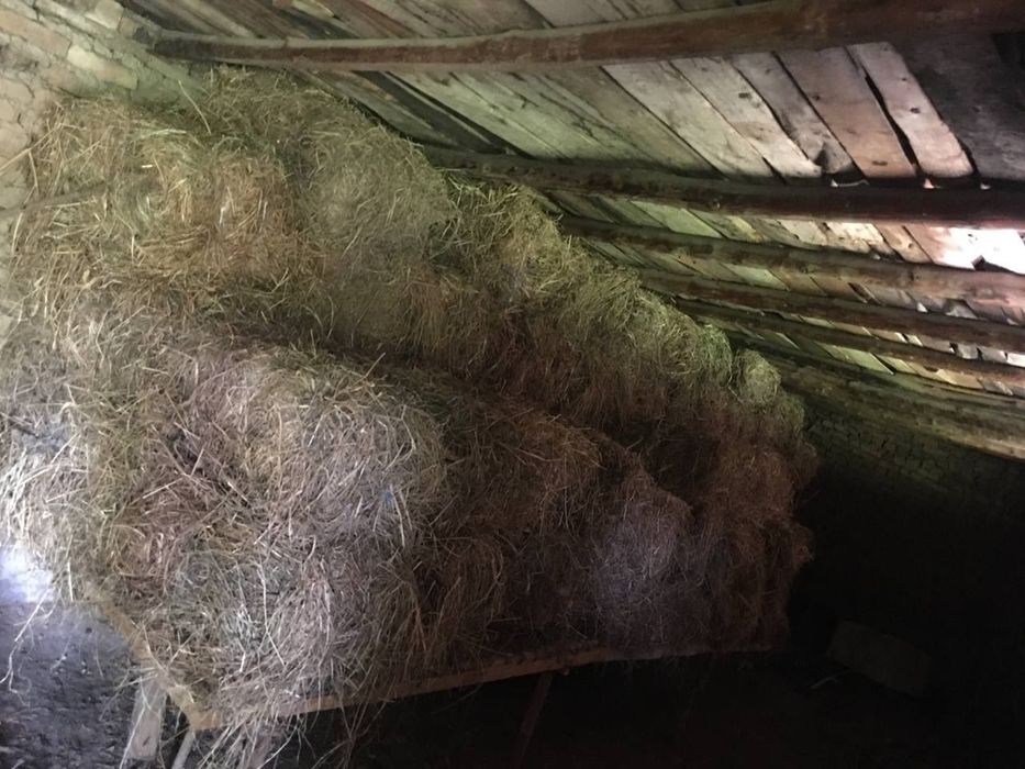 Mol va Qoy uchun Tozza o't